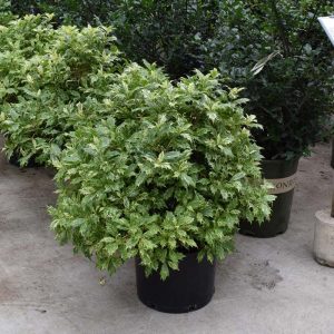 False Holly Goshiki #3