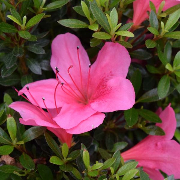 Azalea Chinzan #3
