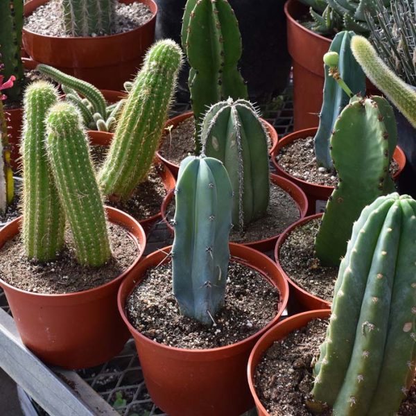 Cactus Assorted (Medium)
