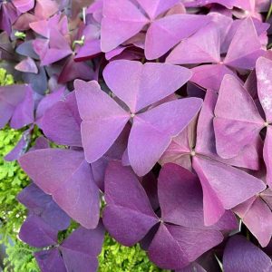 Oxalis Triangularis (Small)