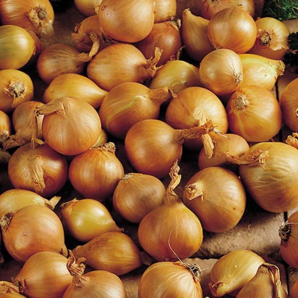 Shallots Gourmet Yellow 10Pk