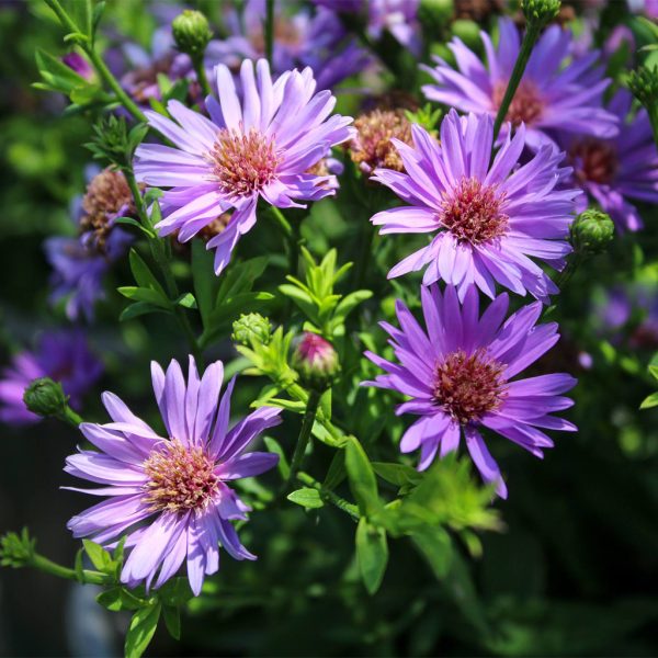 Aster Aromatic 4.5"