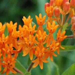 Asclepias Butterfly Weed #1