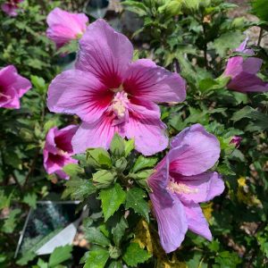 Althea Purple Pillar #3