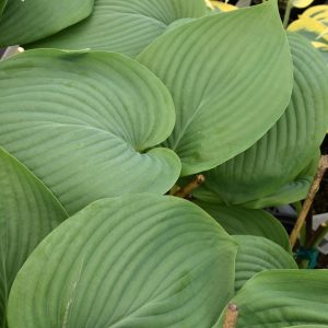Hosta Empress Wu #1