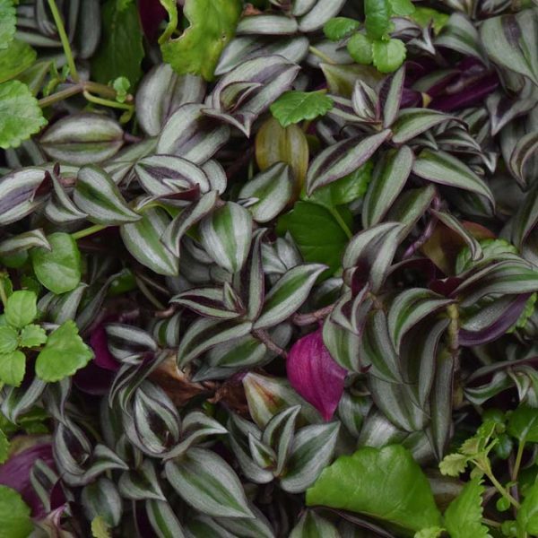 Tradescantia Zebrina (Medium)