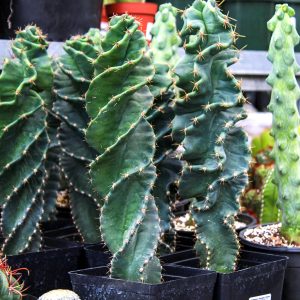 Spiral Cactus #1