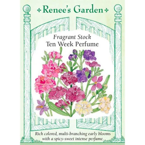 Seed Pack Renee's Garden Stock Ten Week Perfume