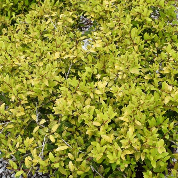 Holly Yaupon Eureka Gold #3