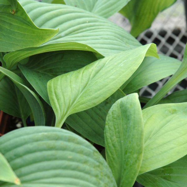 Hosta T-Rex #1