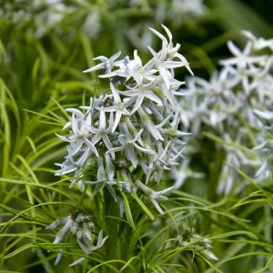Amsonia Arkansas Blue STar #1
