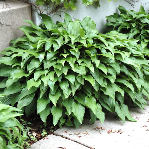 Hosta Invincible #1