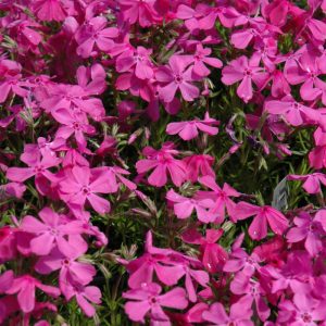 Phlox Creeping Drummond's Pink #1