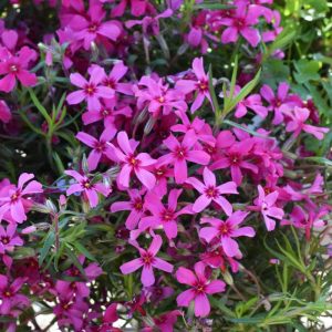 Phlox Creeping Scarlet Flame#1
