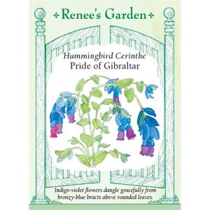 Seed Pack Renee's Garden Cerinthe Pride Of Gibraltar