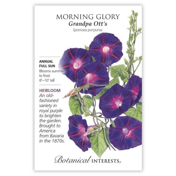 Seed Pack Botanical Interests Morning Glory Grandpa Otts