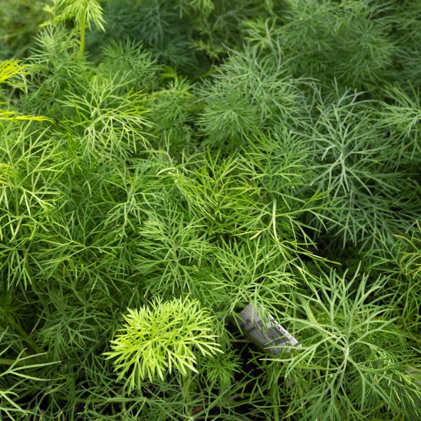 Herb Dill Fernleaf 3.25"