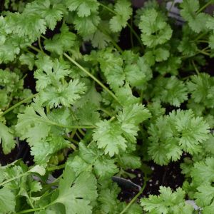 Coriander/ Cilantro 3.25"