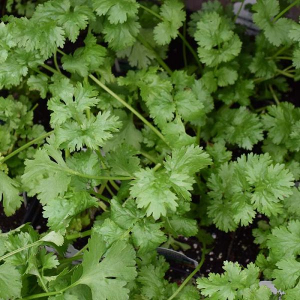 Coriander/ Cilantro 3.25"