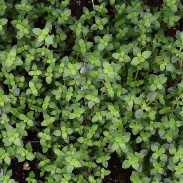 Thyme English Summer 3.25"