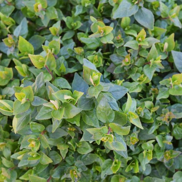 Abelia Rose Creek #1