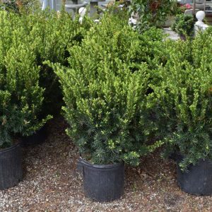 Yew Dense #5