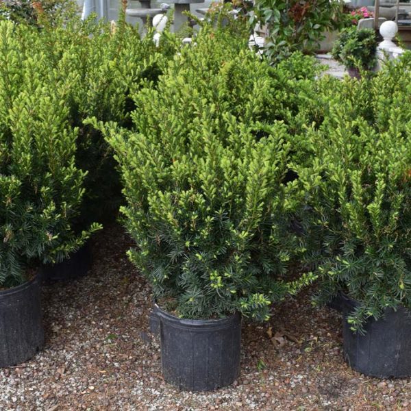 Yew Dense #5