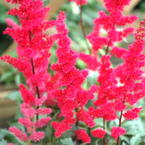 Astilbe Fanal #1