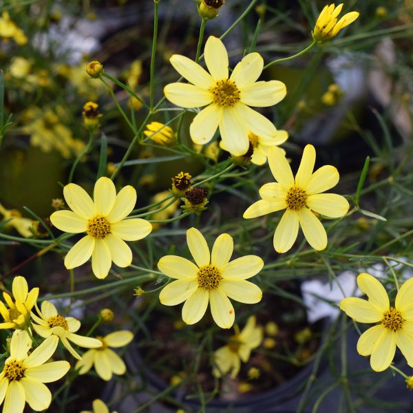 Coreopsis Moonbeam #1