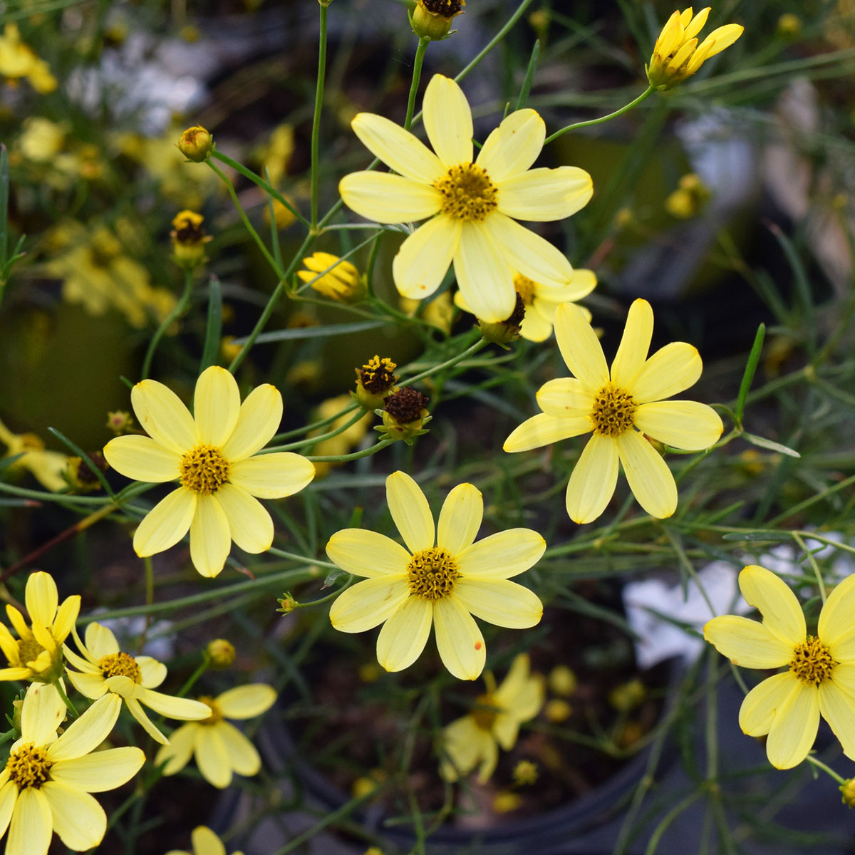 Coreopsis Moonbeam #1