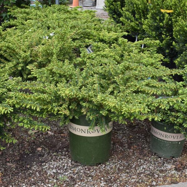 Yew Emerald Spreader #5