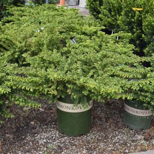Yew Emerald Spreader #5