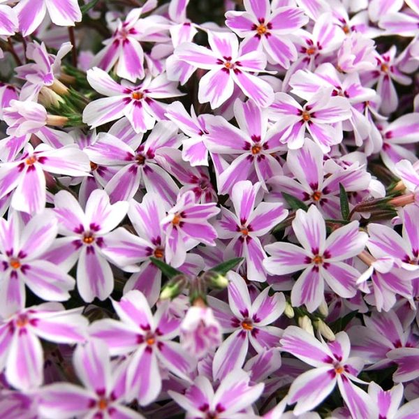 Phlox Creeping Candy Stripe #1