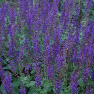 Salvia May Night #1