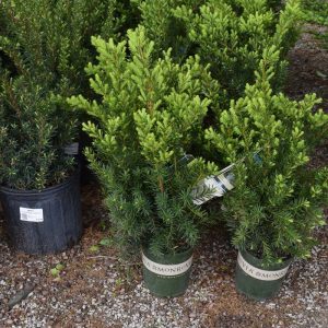 Yew Dense #1