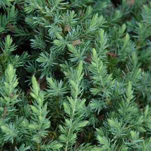 Juniper Blue Pacific #3