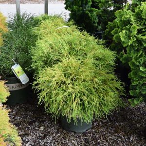 Cypress False Golden Charm #2