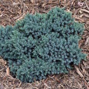 Juniper Blue Star #2