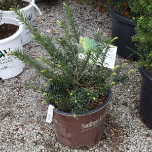Yew Plum Yewtopia #3