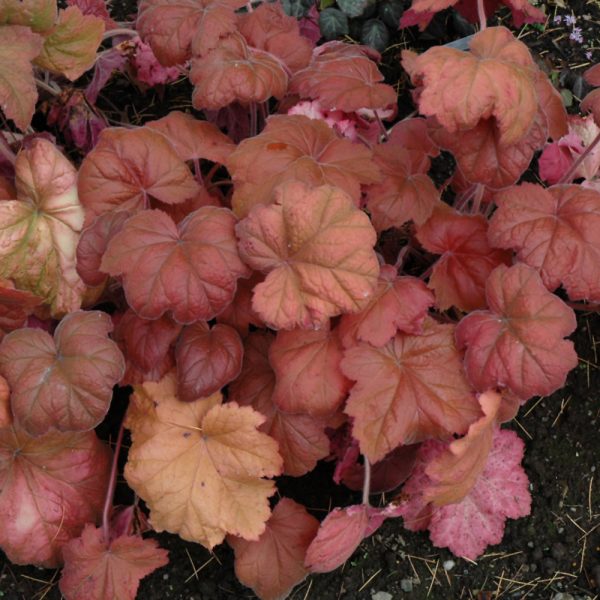 Heuchera Southern Comfort #1
