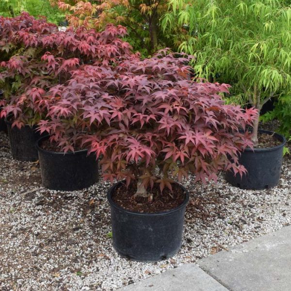 Japanese Maple Rhode Island Red #6