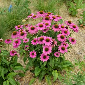 Coneflower Powwow Wildberry #1
