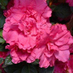 Azalea Bloom-A-Thon Double Pink #3