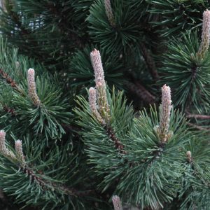 Pine Mugo Tannenbaum #6