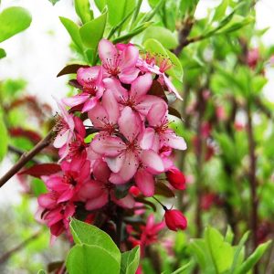 Crabapple Royal Raindrops #7