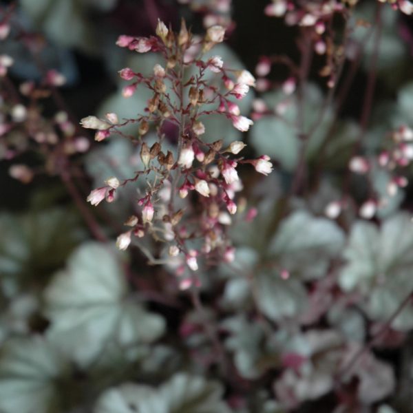 Coral Bells Stainless Steel #1