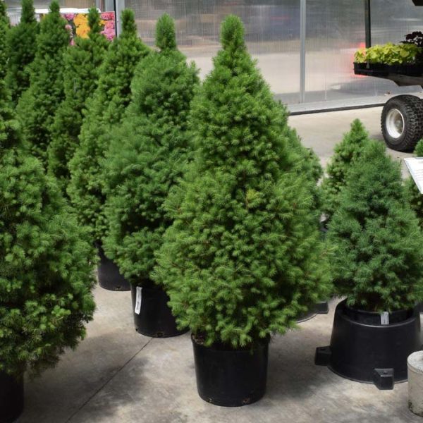 Spruce Dwf Alberta #3