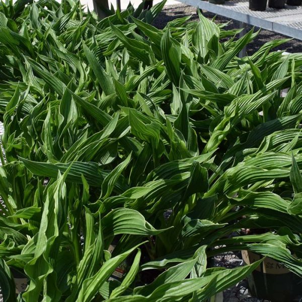Hosta Praying Hands #1
