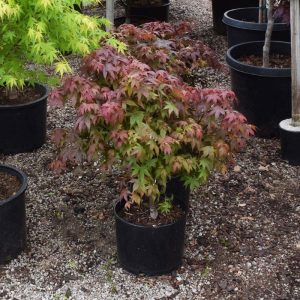 Japanese Maple Rhode Island Red #3