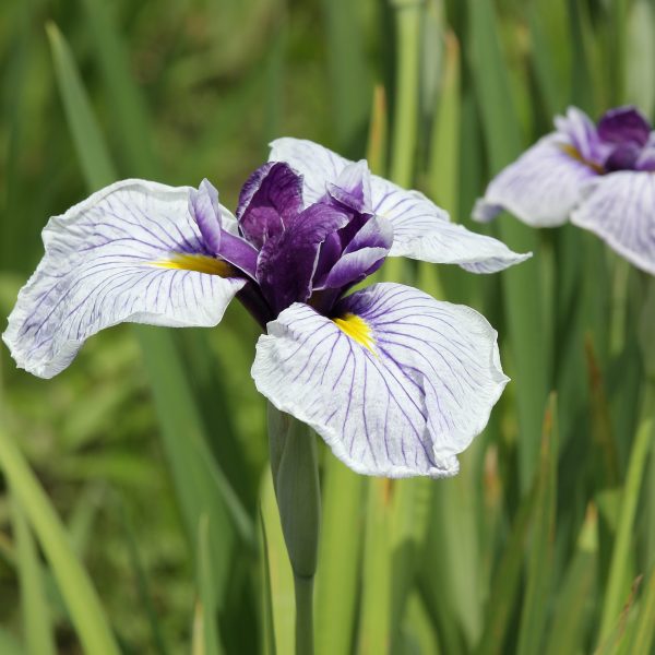 Iris Japanese Var #1